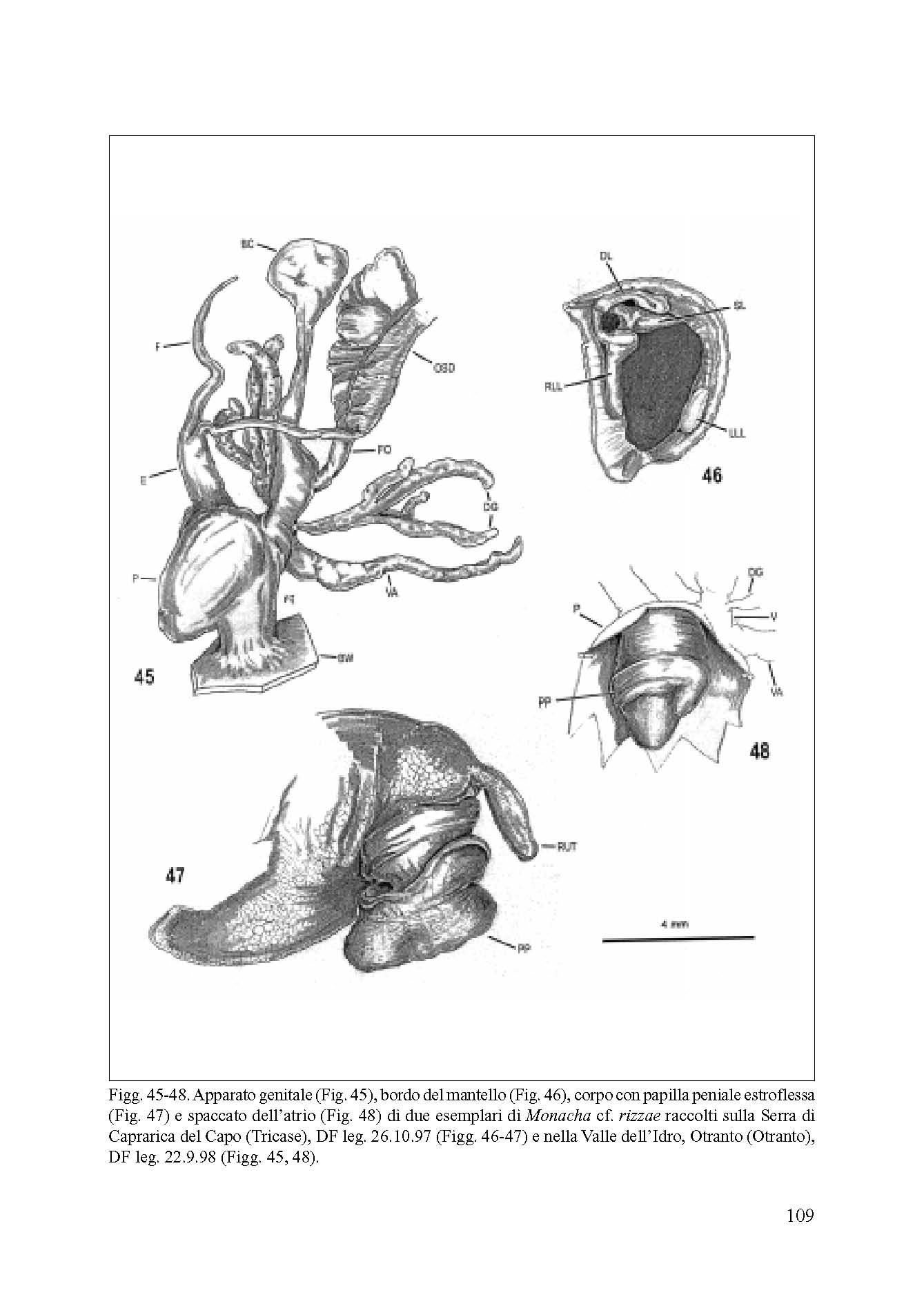 Monacha (Eutheba) rizzae (Aradas, 1844) (SR)